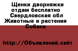 Щенки дворняжки отдам бесплатно - Свердловская обл. Животные и растения » Собаки   